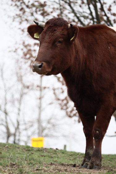 cow image (4)